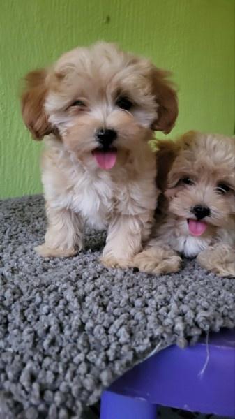 Maltipoo-stenci