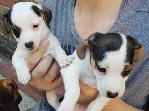 Štene Jack Russel na usvajanje