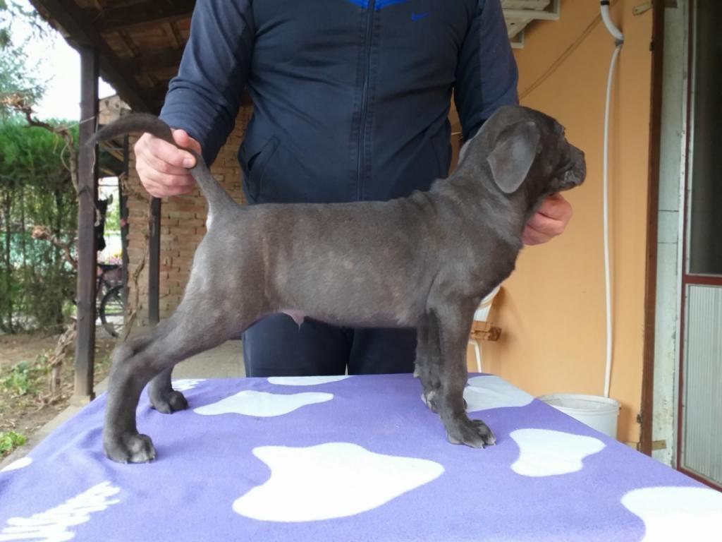 Cane-corso-štenci