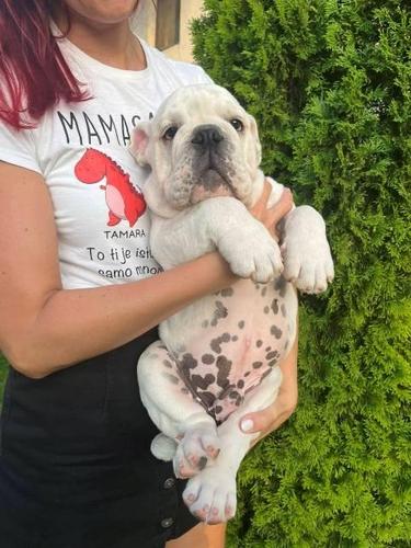 Engleski buldog, muško štene