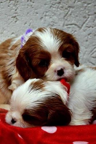 Cavalier King Charles španiel - blenheim