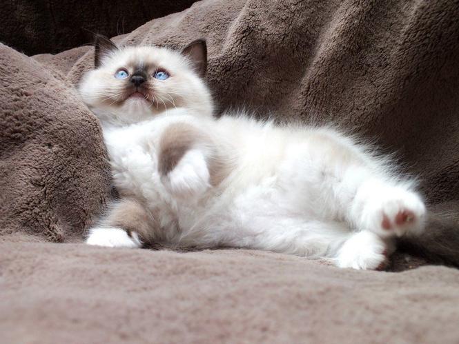 Registrirani Ragdolls mačić na prodaju