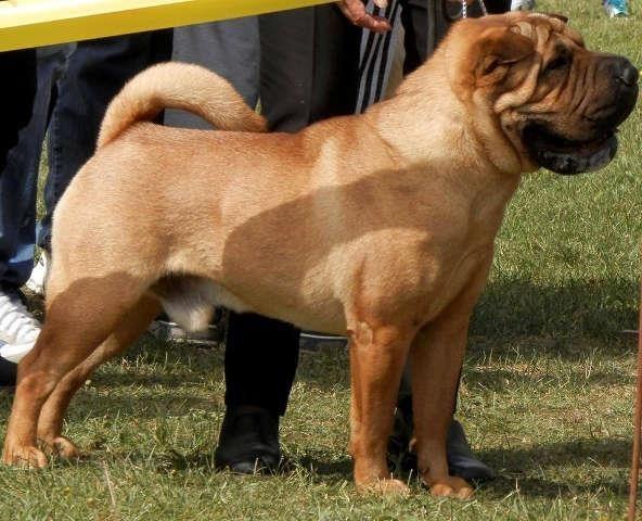 Shar Pei spreman za parenje uvoz iz Ukrajine
