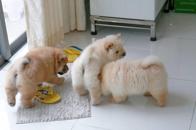 Cream chow chow štenad