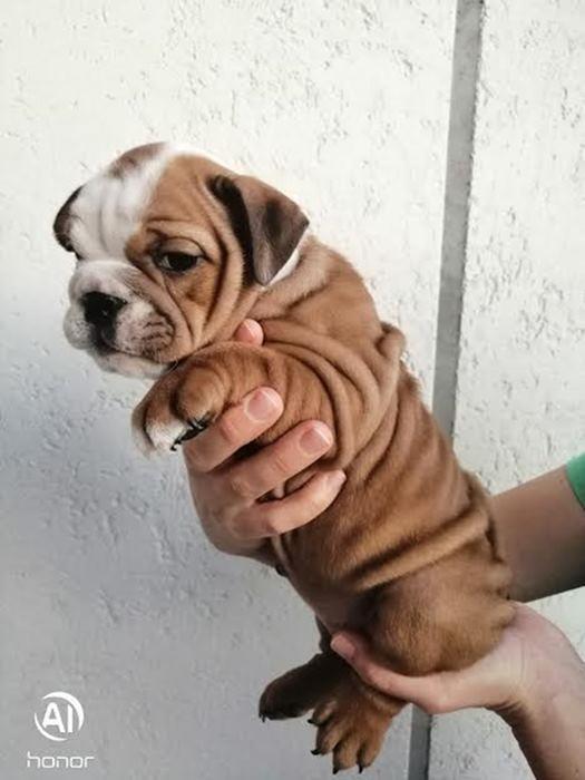 Engleski-Buldog--odlicne-genetike-