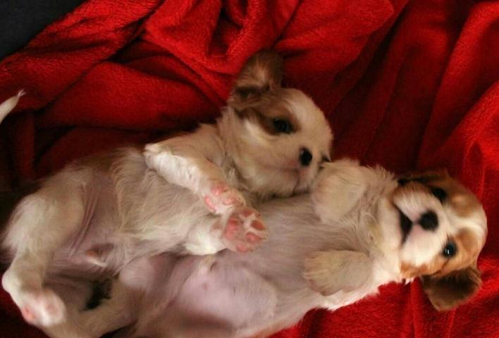 CAVALIER-KING-CHARLES-spaniel---vrhunsko-leglo