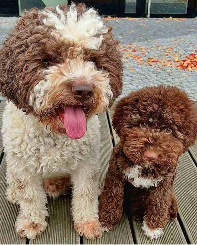 Dostupno novo leglo LAGOTTO ROMANJOLO