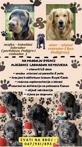 Prodaju se štenci labrador retrivera 