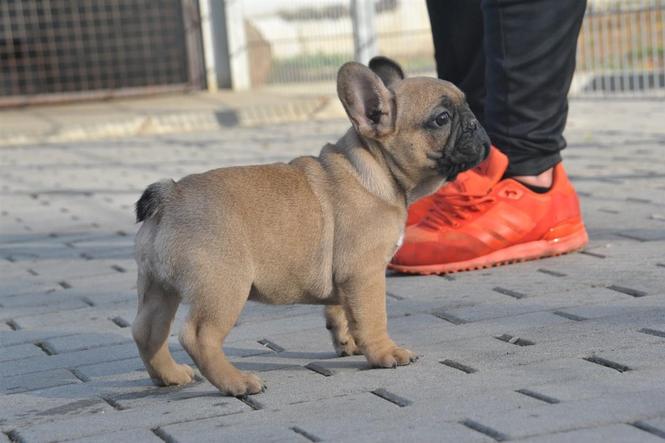 Francuski buldog štenci 