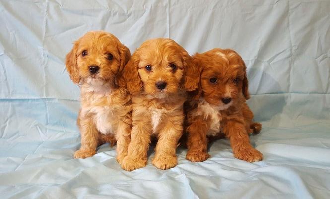 Slatki psići Cavapoo dostupni.