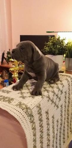 Cane corso štenci