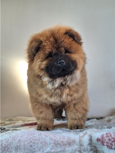 Chow Chow bebe spremne za novi dom