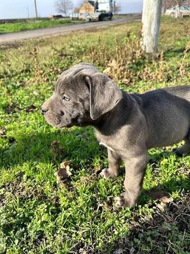 Štenci pasmine Cane Corso