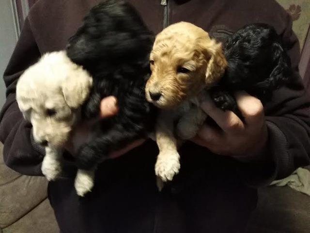 Toj pudla (Toy Poodle)
