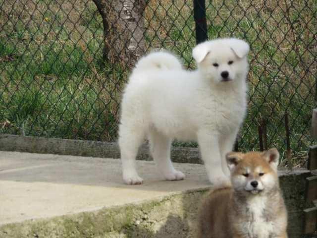 Japanska-Akita--štenci