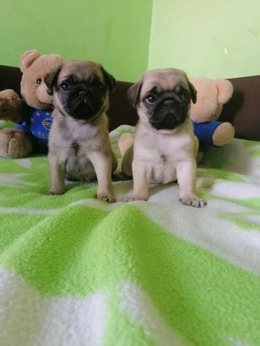Mops stenci