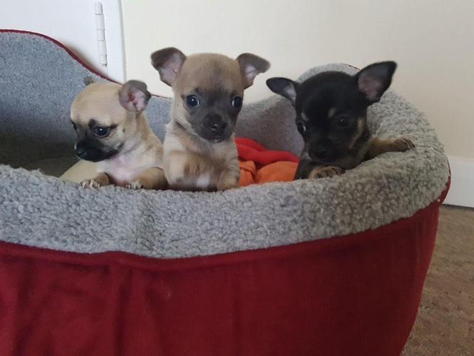 Lijepa štenada Chihuahua