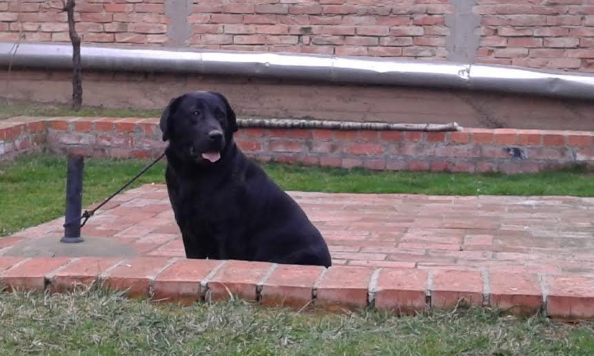 Labrador-štenci