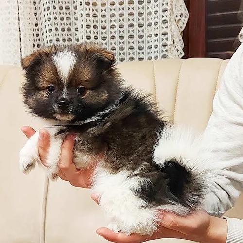 Pomeranski Spic