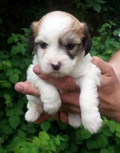 Coton de Tulear - Tulearski pas