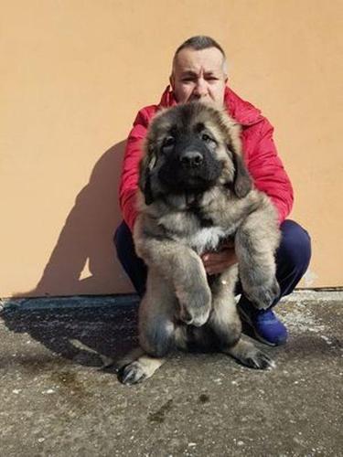 Kavkaski ovčar vrhunski štenci