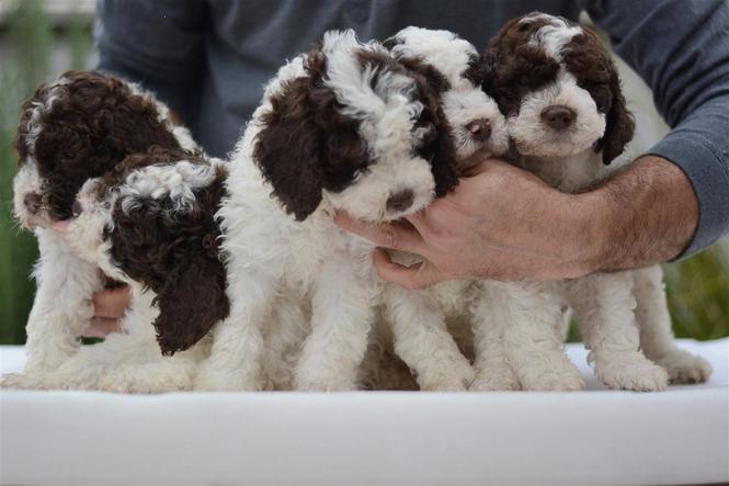 Lagotto romagnolo 