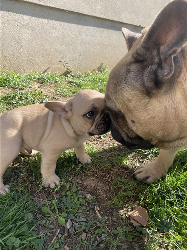 Francuski buldog štenci