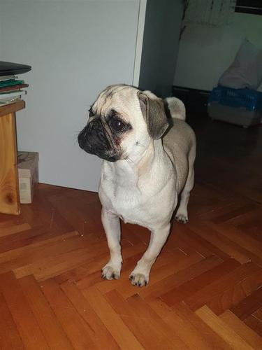 Mops