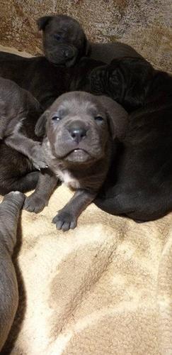 Cane corso 