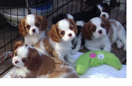 Štenci Cavalier King Charles Spaniela