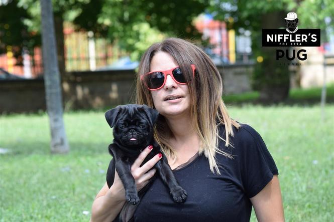 Crni Mops štenci