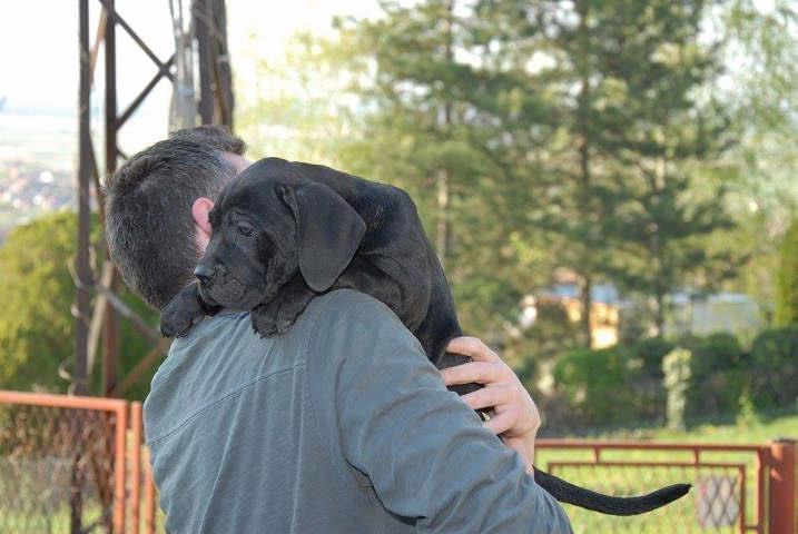 CANE-CORSO---stenci-vrhunskog-kvaliteta
