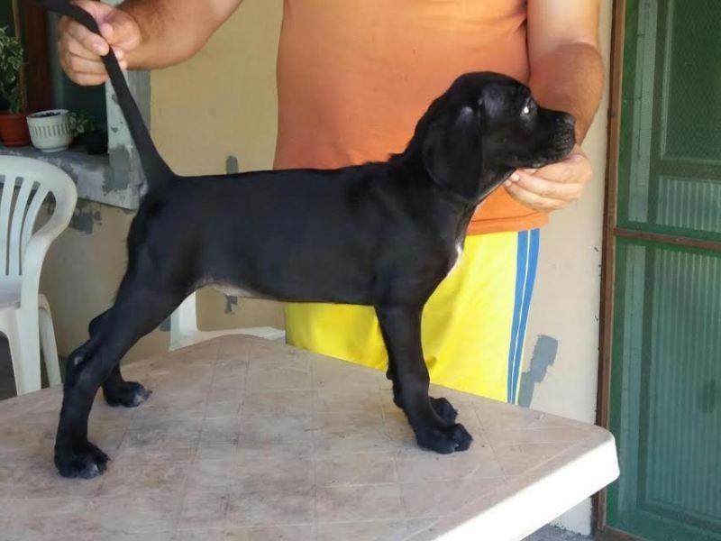 Cane-Corso-izložbenog-potencijala-