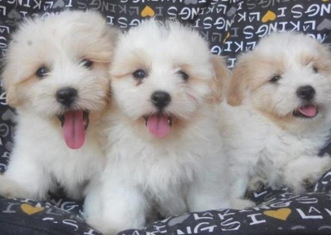 Coton de Tulear, sampionskog porekla