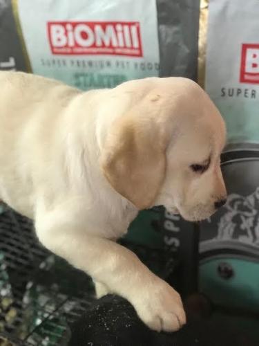 Labrador Retriver VRHUNSKI ŠTENCI 