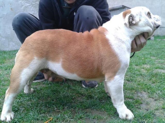 Engleski Buldog, mužijak i ženka 
