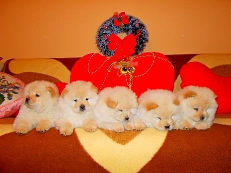 Chow chow cau cau stenad