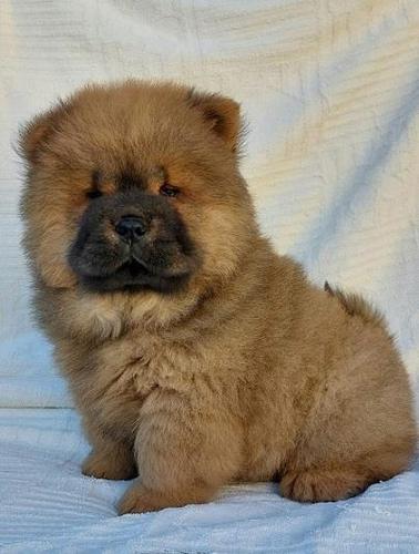 Chow chow cau cau stenad