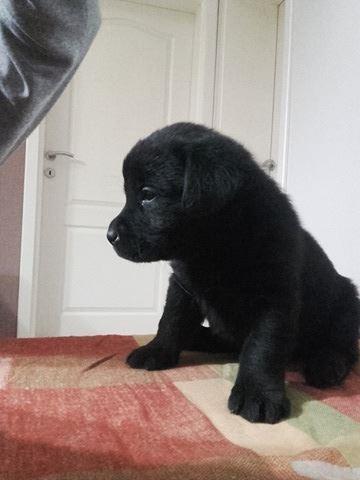 LABRADOR RETRIVER - vrhunski stenci