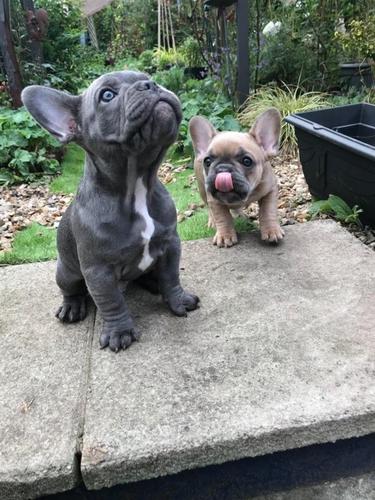 Francuski buldog štenad na prodaju