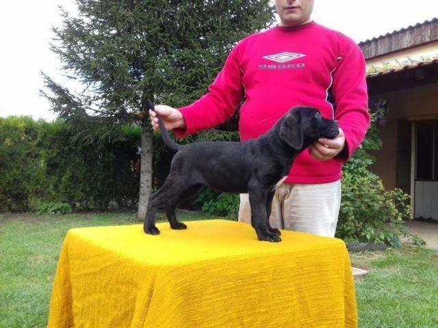 Cane-Corso---POVOLJNO
