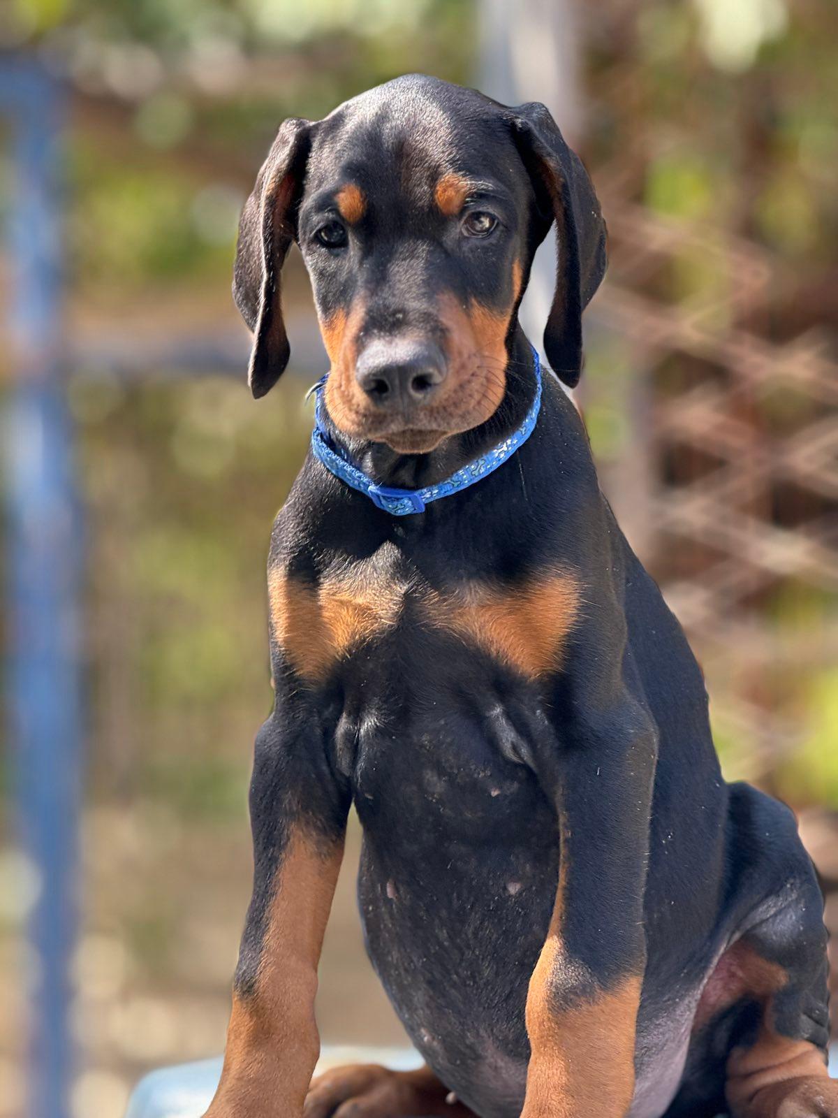 Prodaju-se-prelepi-štenci-dobermana--stari-3-meseca