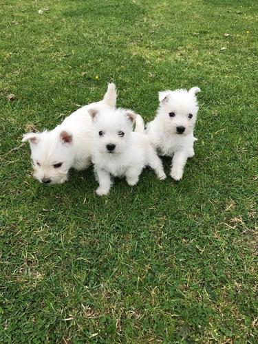 Mužjaci i ženke West Highland White Terrier štenad