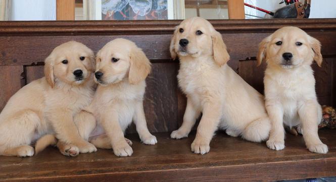 Pedigree Golden Labrador štenad