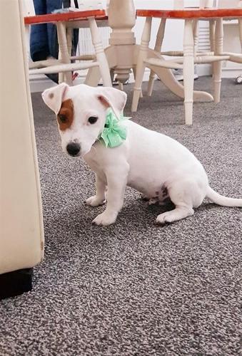 Jack Russell štene