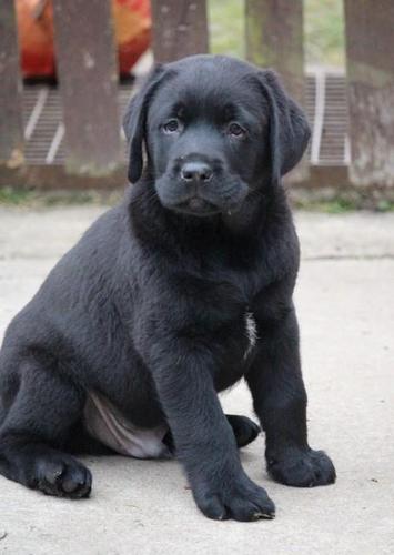 Labrador stenci
