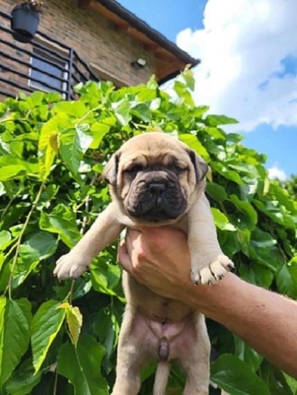 Bullmastiff--stenci