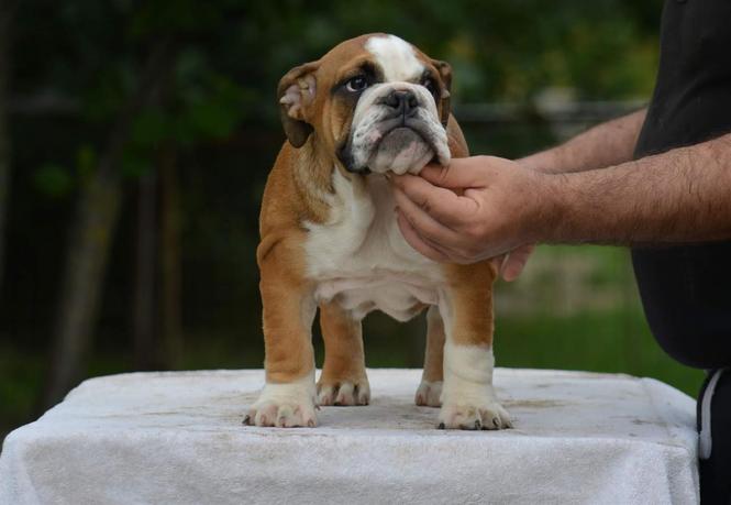 Engleski buldog