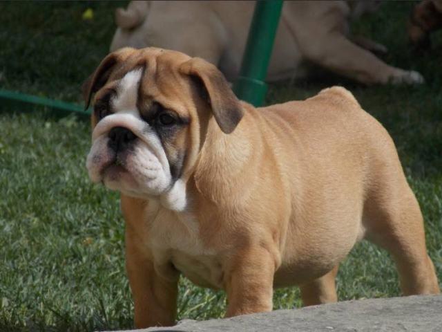 Engleski Buldog - vrhunsko leglo 