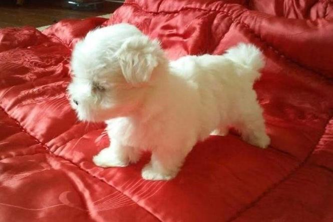 Mini maltezer,  štenci